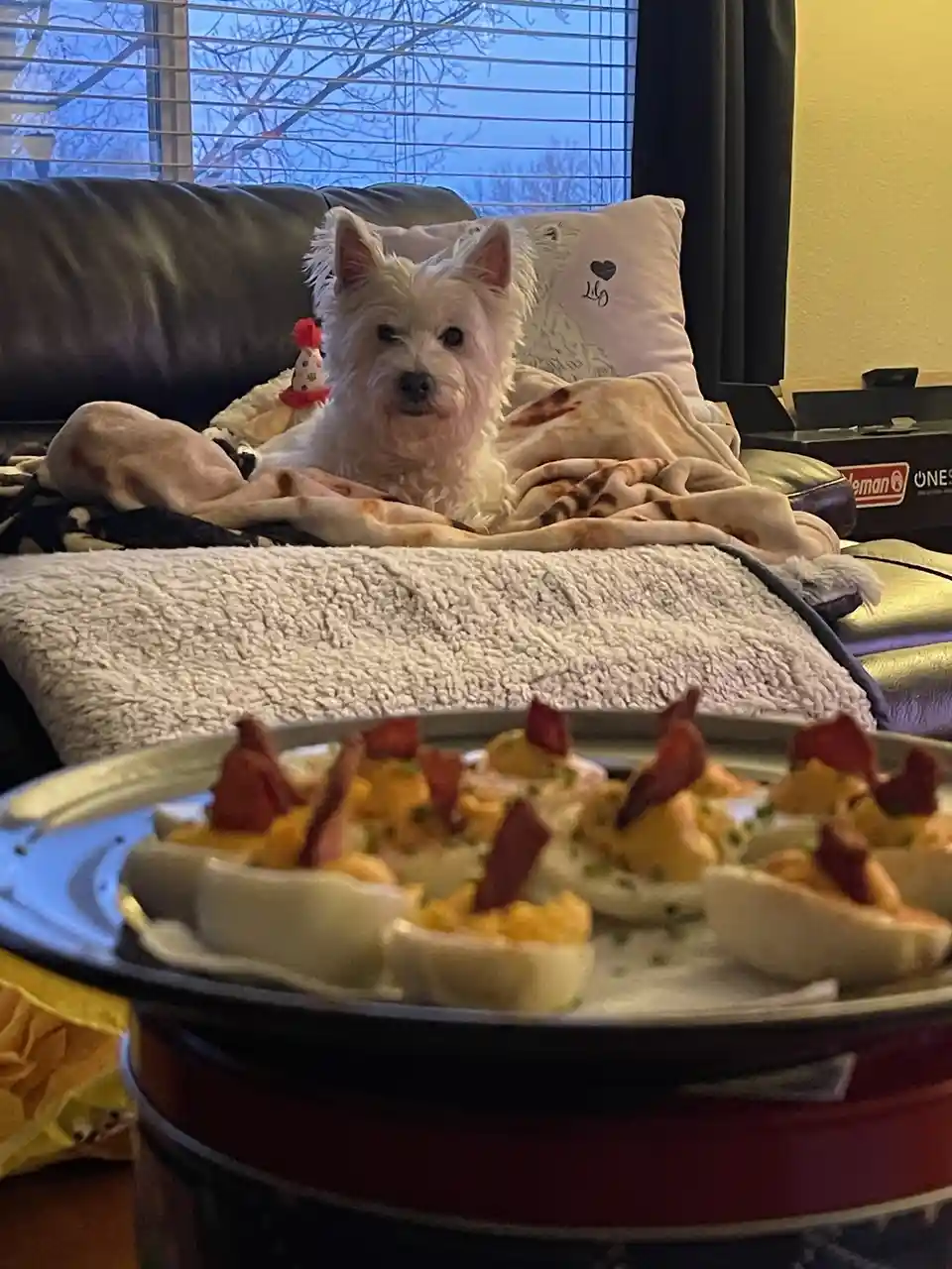 A small white dog, likely a West Highland White Terrier, sits on a couch behind a plate of bacon-topped deviled eggs. The…