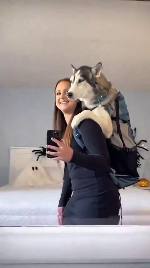 A woman wearing a backpack with a husky dog perched on her shoulder, taking a selfie in a mirror. The dog looks forward…