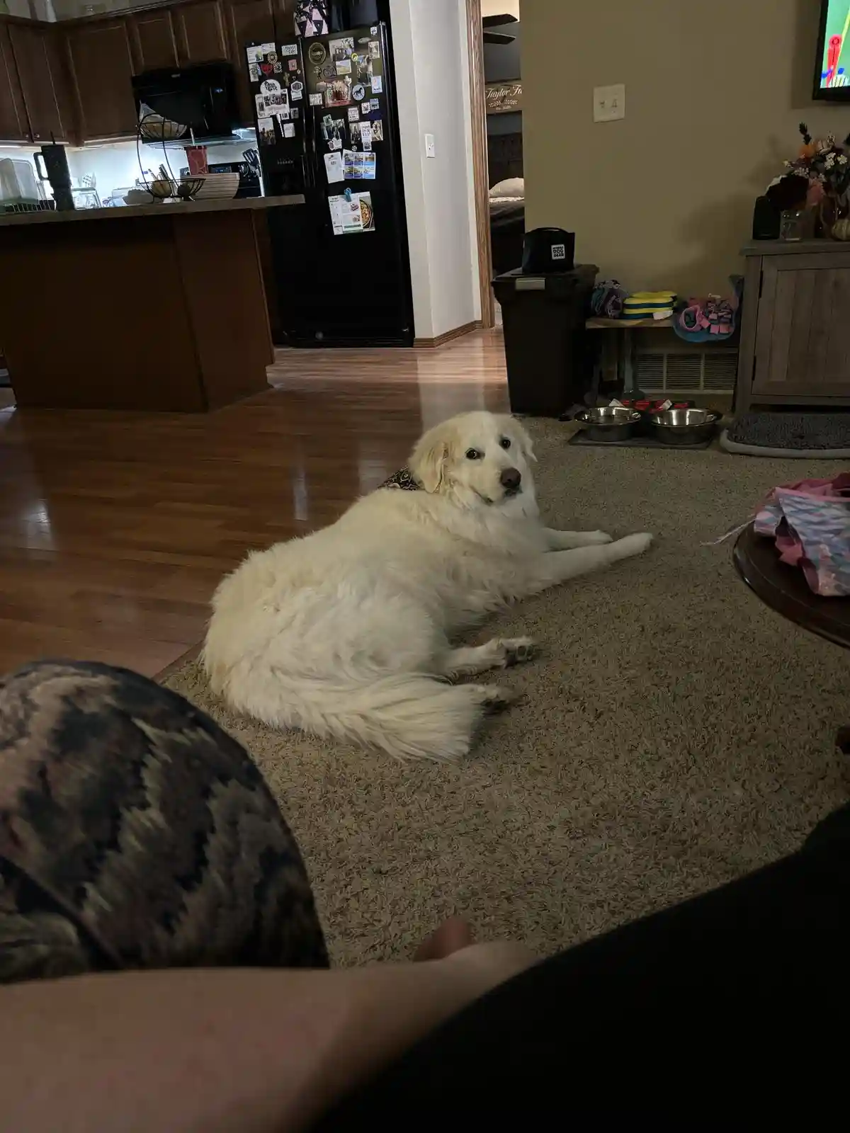 A large, fluffy white dog is lying on a beige carpet in a home, looking directly at the camera with a calm, slightly bored…