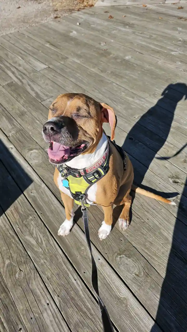 A brown and white dog wearing a yellow harness and leash sits on a wooden deck, eyes closed and mouth open in a blissful…