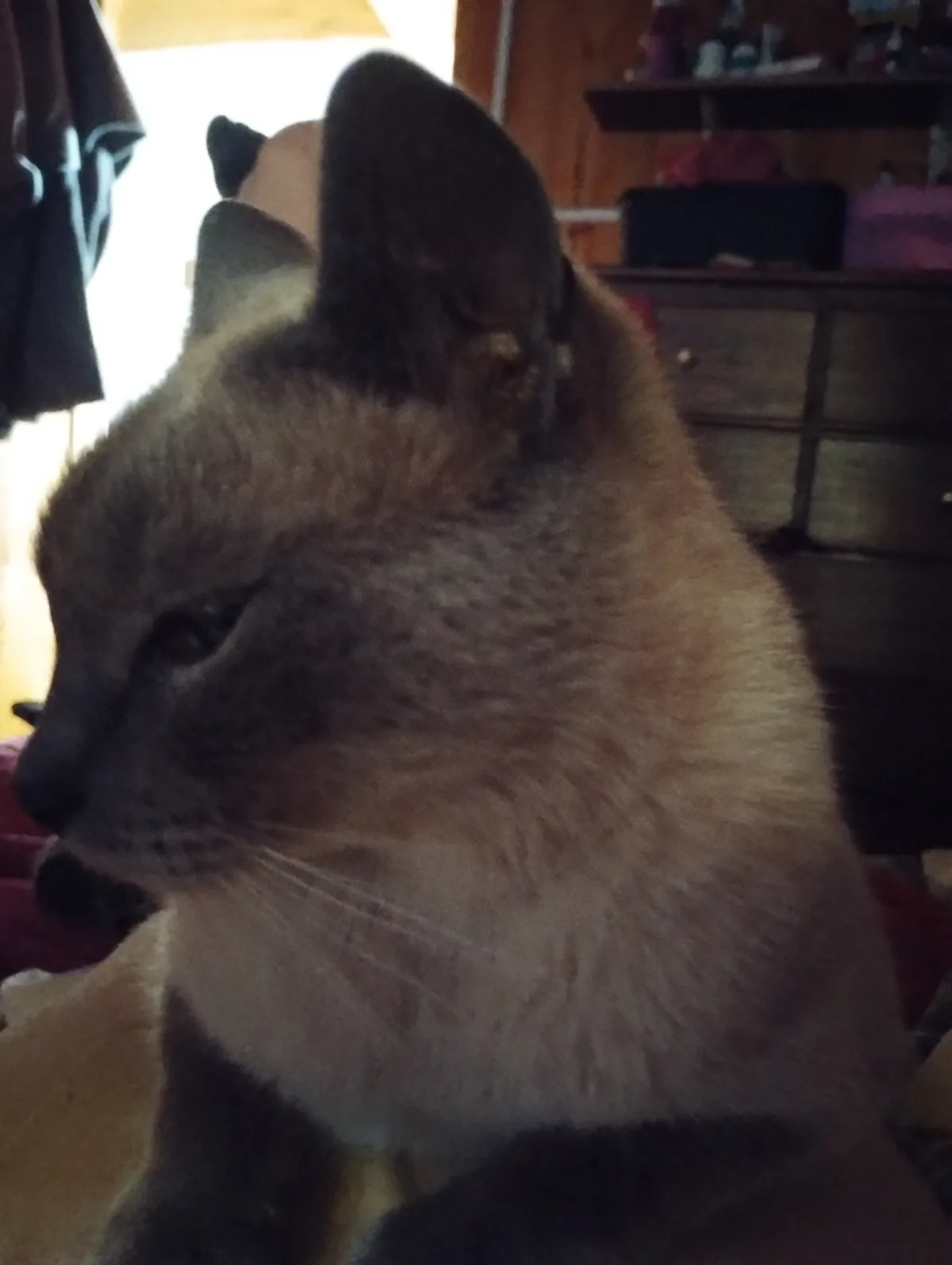 A close-up photo of a cat's head and shoulders, showing its profile with dark ears and light-colored fur, looking away from…