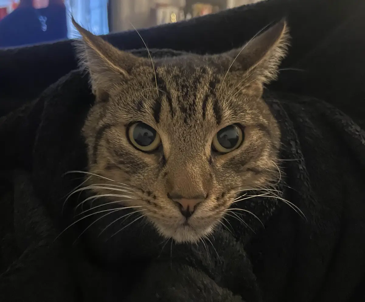 Adorable Cat Moments
