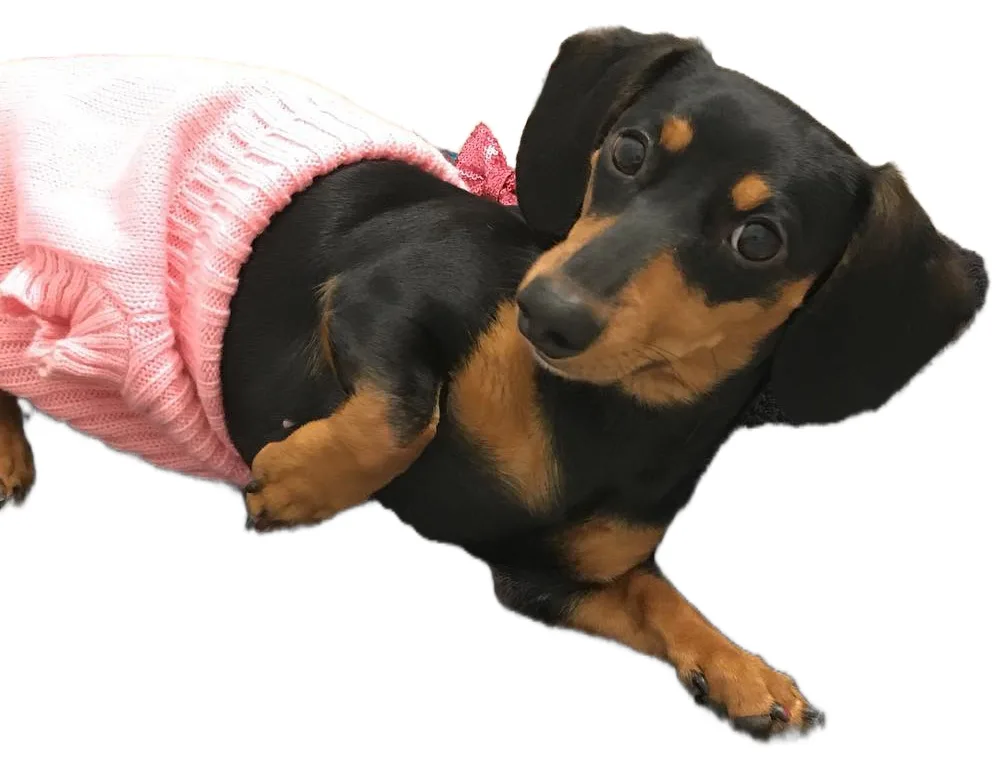 A black and tan dachshund wearing a pink knitted sweater with a bow, lying on its side against a black background, looking…
