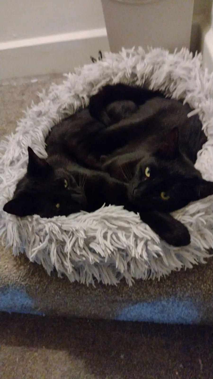 Two black cats with yellow eyes are curled up together in a fluffy, light gray pet bed placed on a carpeted floor. The cats…