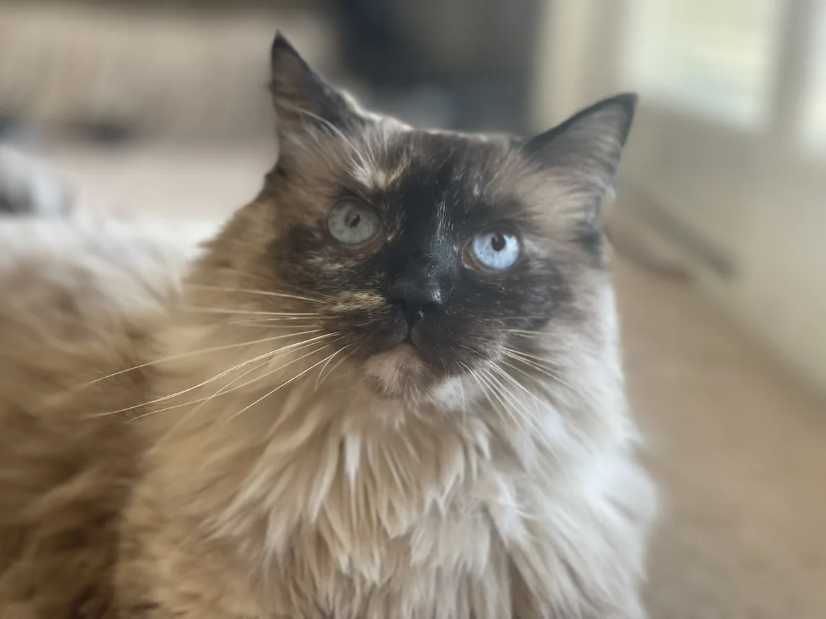 A close-up photo of a fluffy, long-haired cat with dark points on its face and ears, and striking blue eyes, looking…