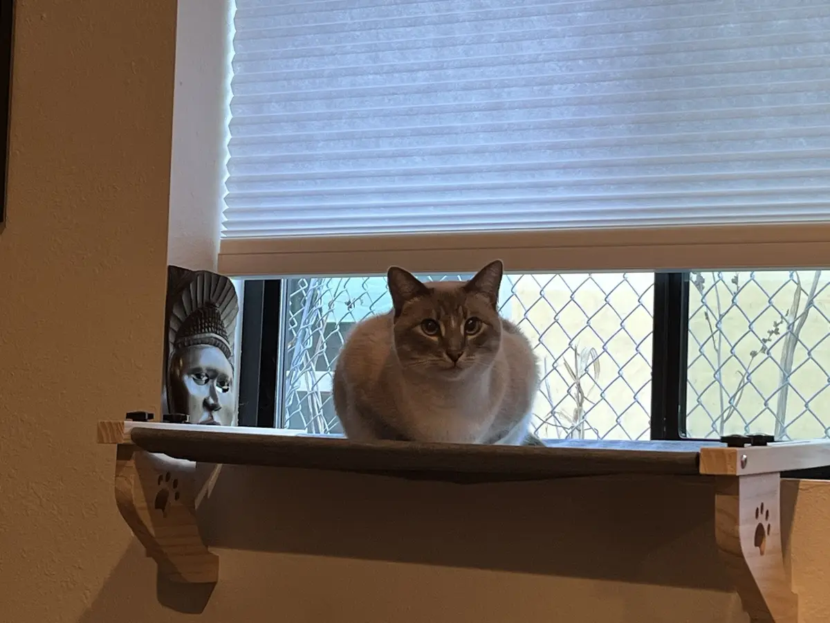 Daily dose of cuteness: My cat Ivy, Day 293