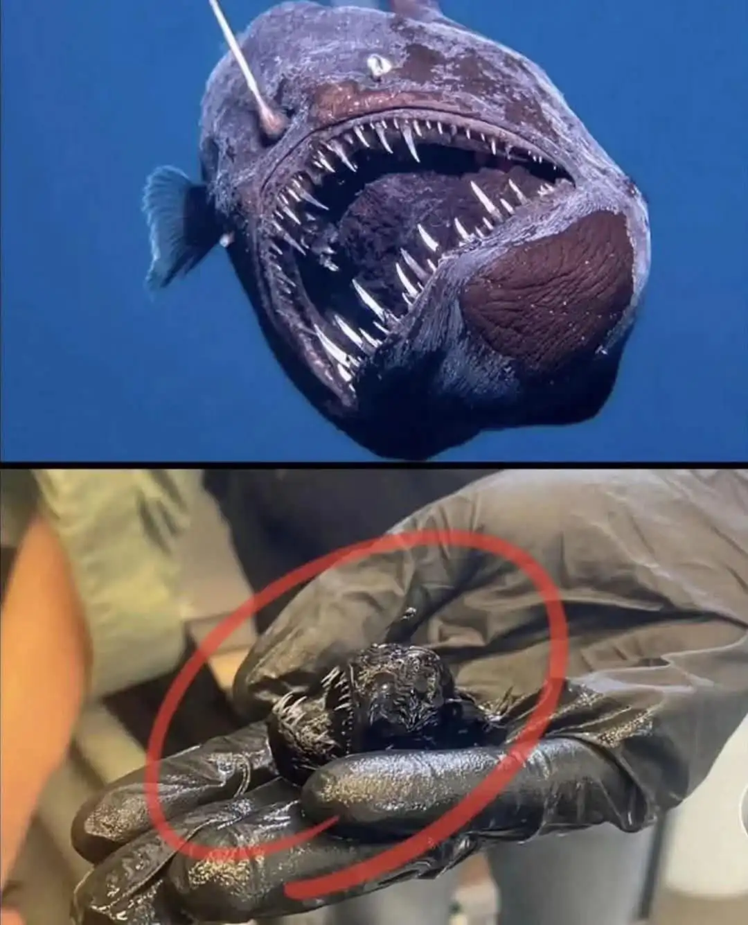 The image is a two-panel meme. The top panel shows a large, dark, deep-sea anglerfish with a wide mouth full of sharp teeth…