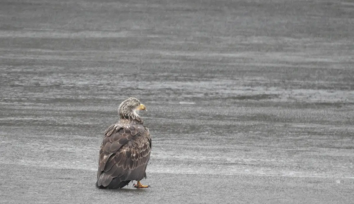 Celebrating Christmas with the National Bird - Merry Eagle Christmas from New Jersey!