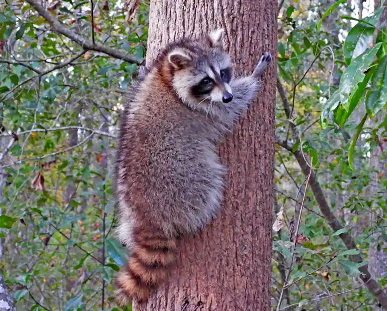 A raccoon is clinging to the side of a tree trunk in a forest, looking directly at the camera with one paw raised. The…