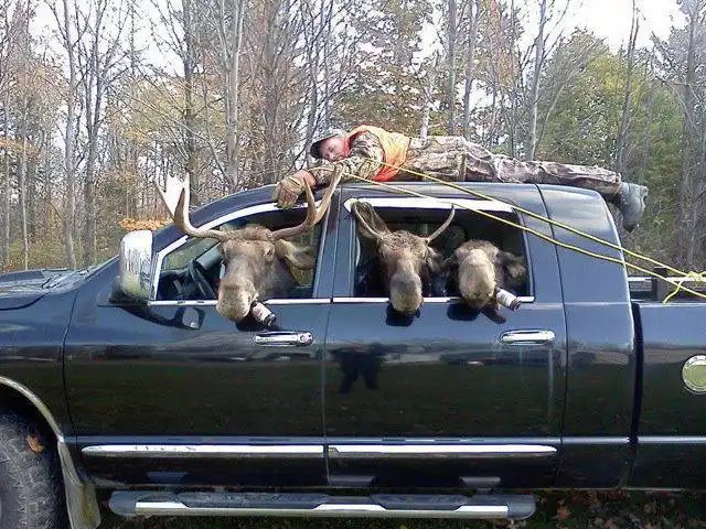 A person in camouflage lies asleep on the roof of a black pickup truck, secured by ropes. Three moose heads are visible…