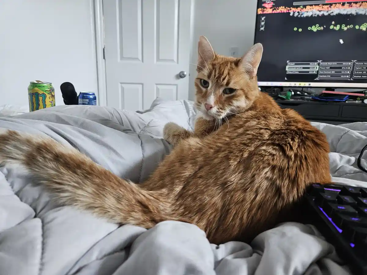 Meet Fluffybutt: The Cutest Companion