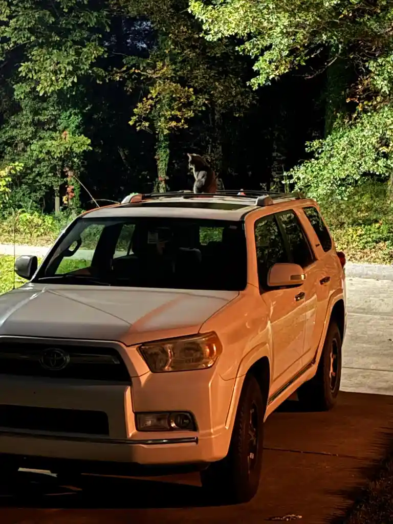 A silver Toyota 4Runner is parked at night under trees, with a gray tabby cat sitting upright on its roof rack. The car's…