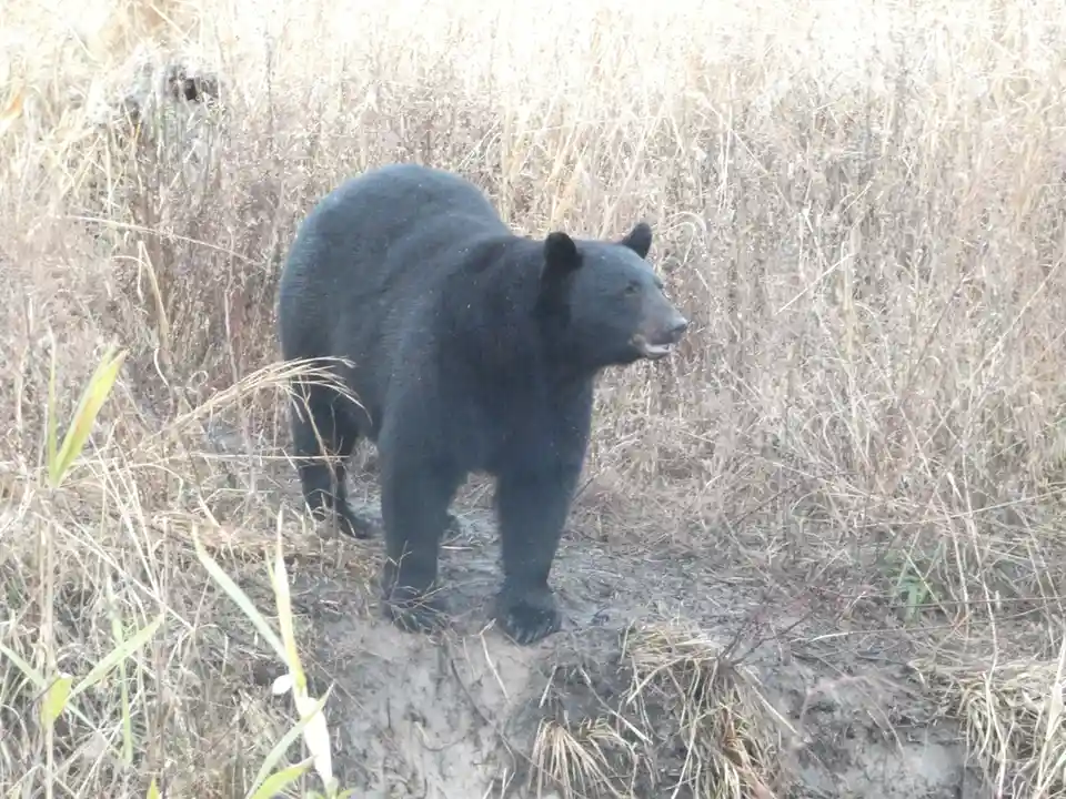 A black bear stands in a field of dry, tall grass, looking alert and slightly to the side. The bear's fur is dark and thick…
