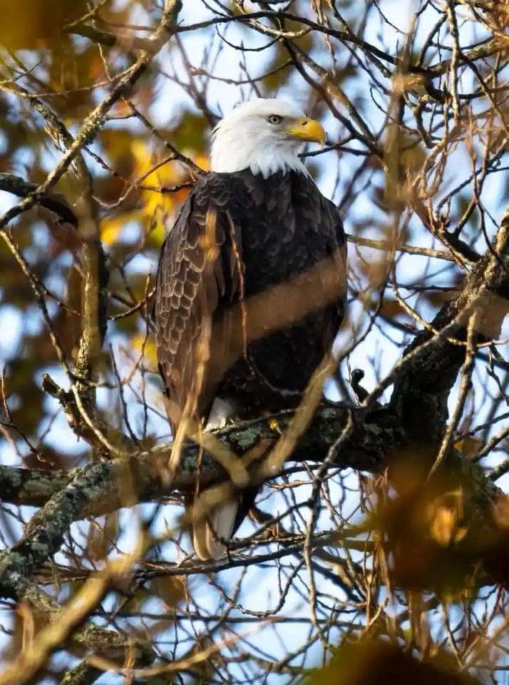 A bald eagle with a white head and dark brown body perches calmly on a tree branch surrounded by bare branches and autumnal…