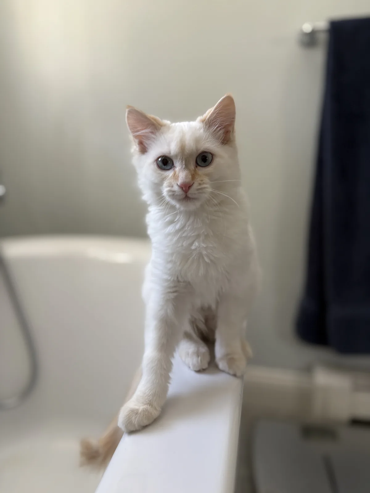 A white kitten with light blue eyes and faint orange markings sits upright on the edge of a white bathtub, looking directly…