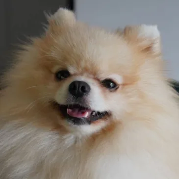 Meet Oskar: The Star of the Show