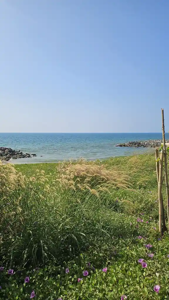 A serene beach scene with green grass, purple flowers, and tall feathery grasses swaying in the foreground, leading to calm…