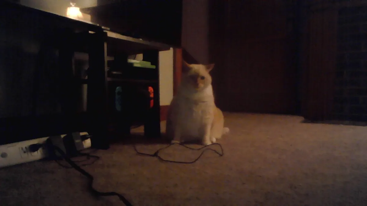 A fluffy white cat sits on a carpeted floor in a dimly lit room, looking directly at the camera with a slightly unimpressed…