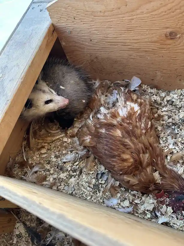 An opossum is nestled inside a wooden chicken coop next to a dead chicken, surrounded by feathers and wood shavings. The…