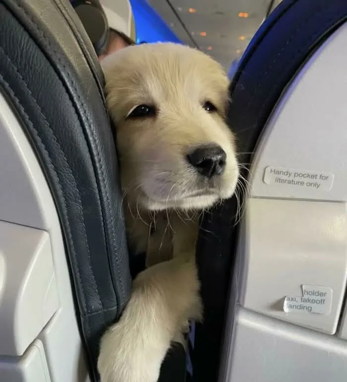 A small, fluffy golden retriever puppy is peeking out from between airplane seat backs, its head and one paw visible. The…