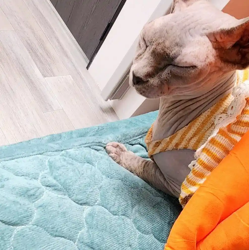 The light is way too bright! I can see the bottom of my food bowl! This is unacceptable! I demand to speak to the manager!
