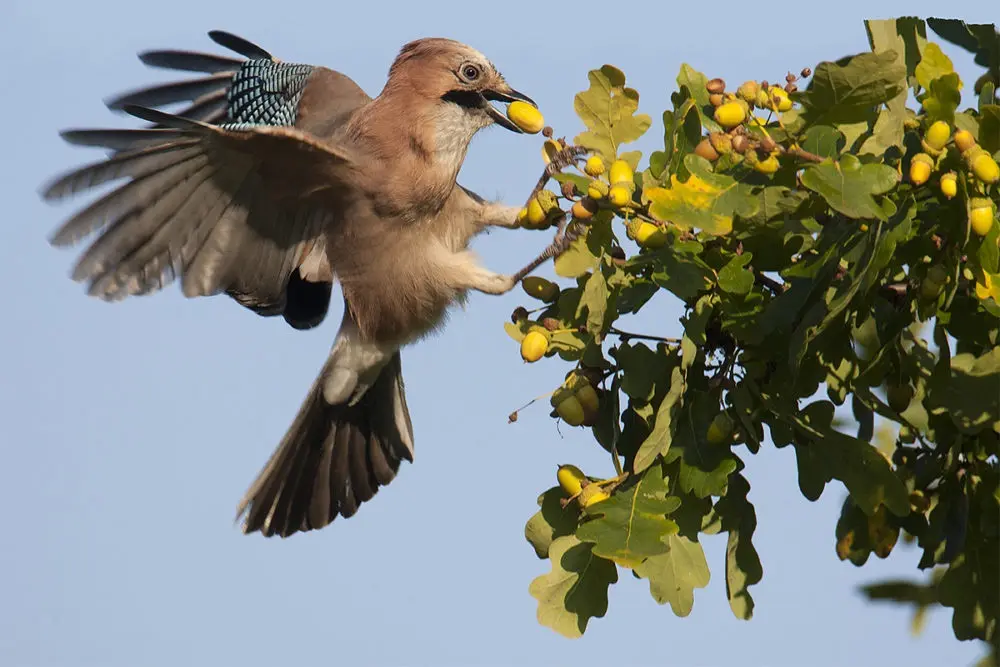 A Eurasian jay in mid-flight, wings spread, is grabbing a yellow acorn from a tree branch filled with acorns and green…