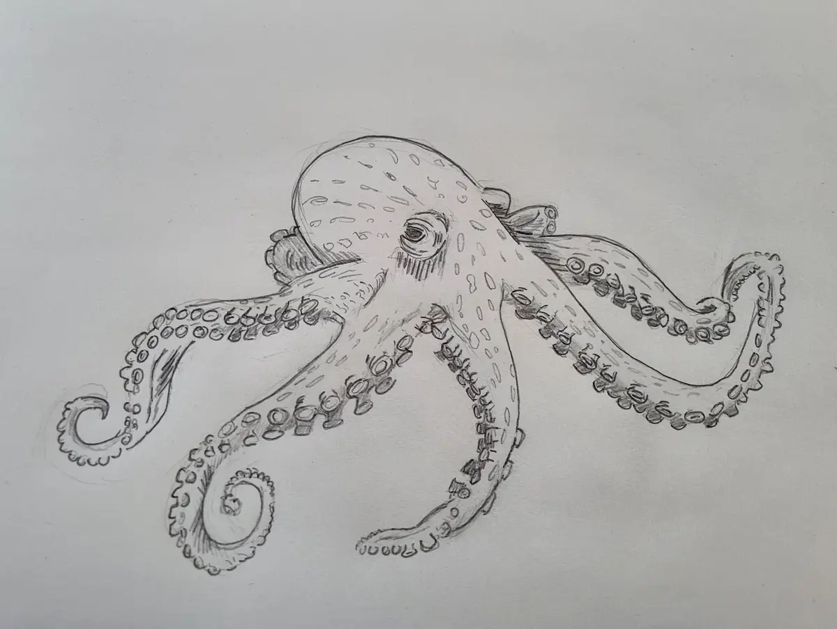 A detailed pencil sketch of an octopus on plain paper, showing its rounded head, large eye, and eight tentacles with visible…
