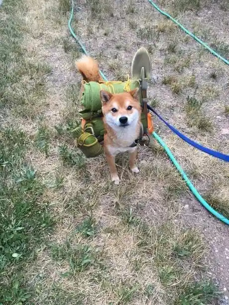 A shiba inu dog stands in dry grass wearing a green backpack with a shovel strapped to its side, looking directly at the…