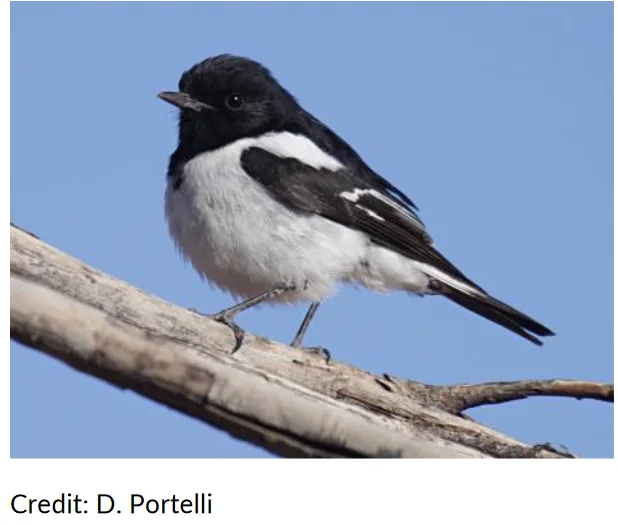 A black-and-white bird with a black head and white underbelly perches on a dry branch against a clear blue sky. The image…