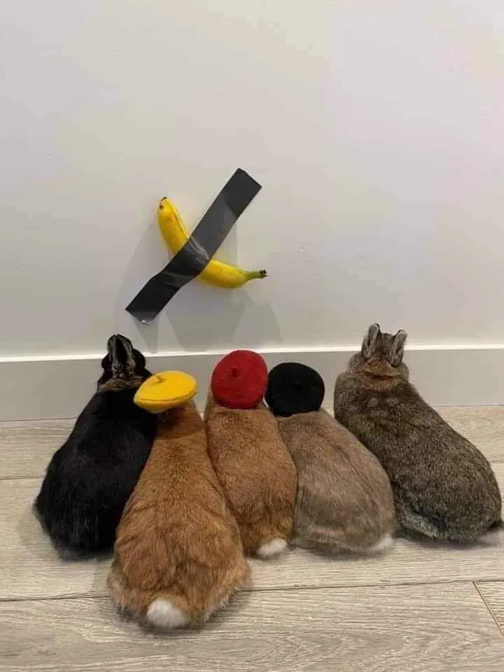 Five rabbits sit on a wooden floor facing a white wall where a banana is taped with black duct tape in an X shape. The…