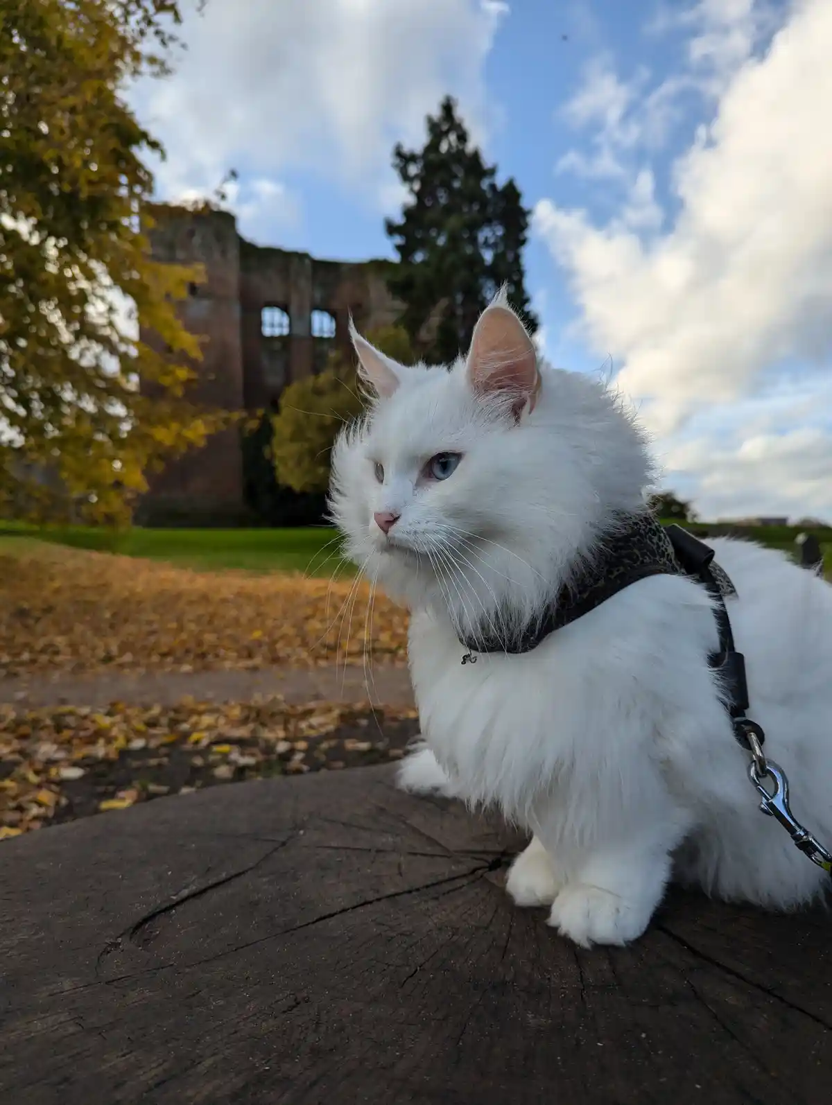 A fluffy white cat with blue eyes sits on a tree stump outdoors, wearing a leopard-print harness attached to a leash. In the…