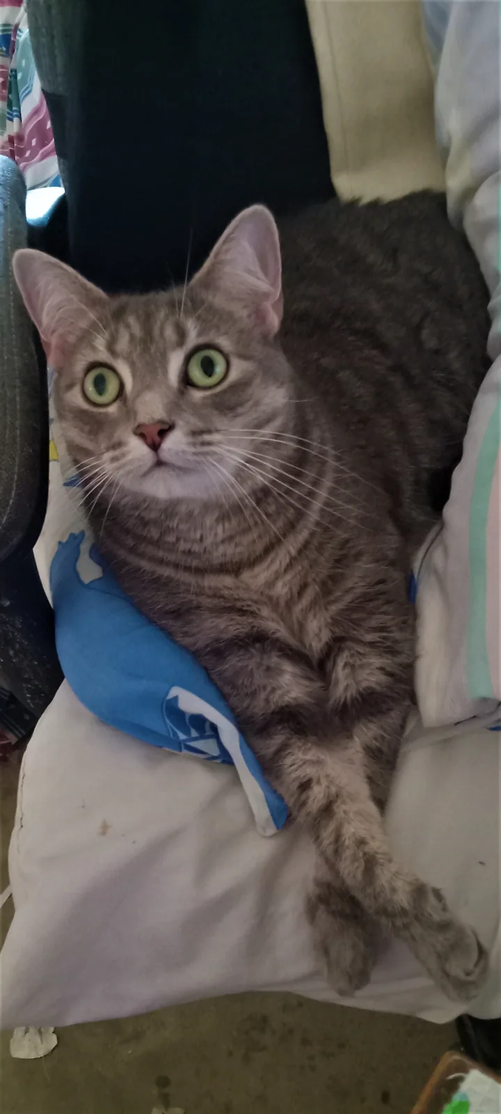 Meet My Youngest Feline, Sweetheart