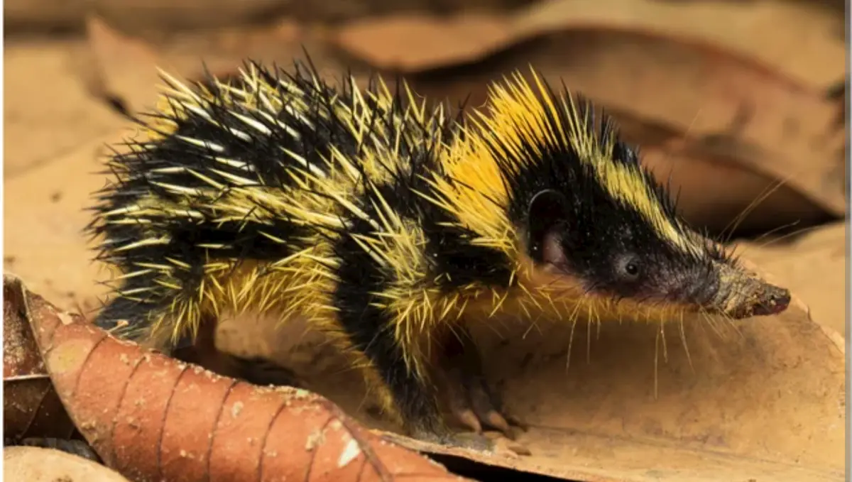 A small, striped mammal with black and yellow spines, resembling a hedgehog, stands on dry leaves. The overlaid text reads…