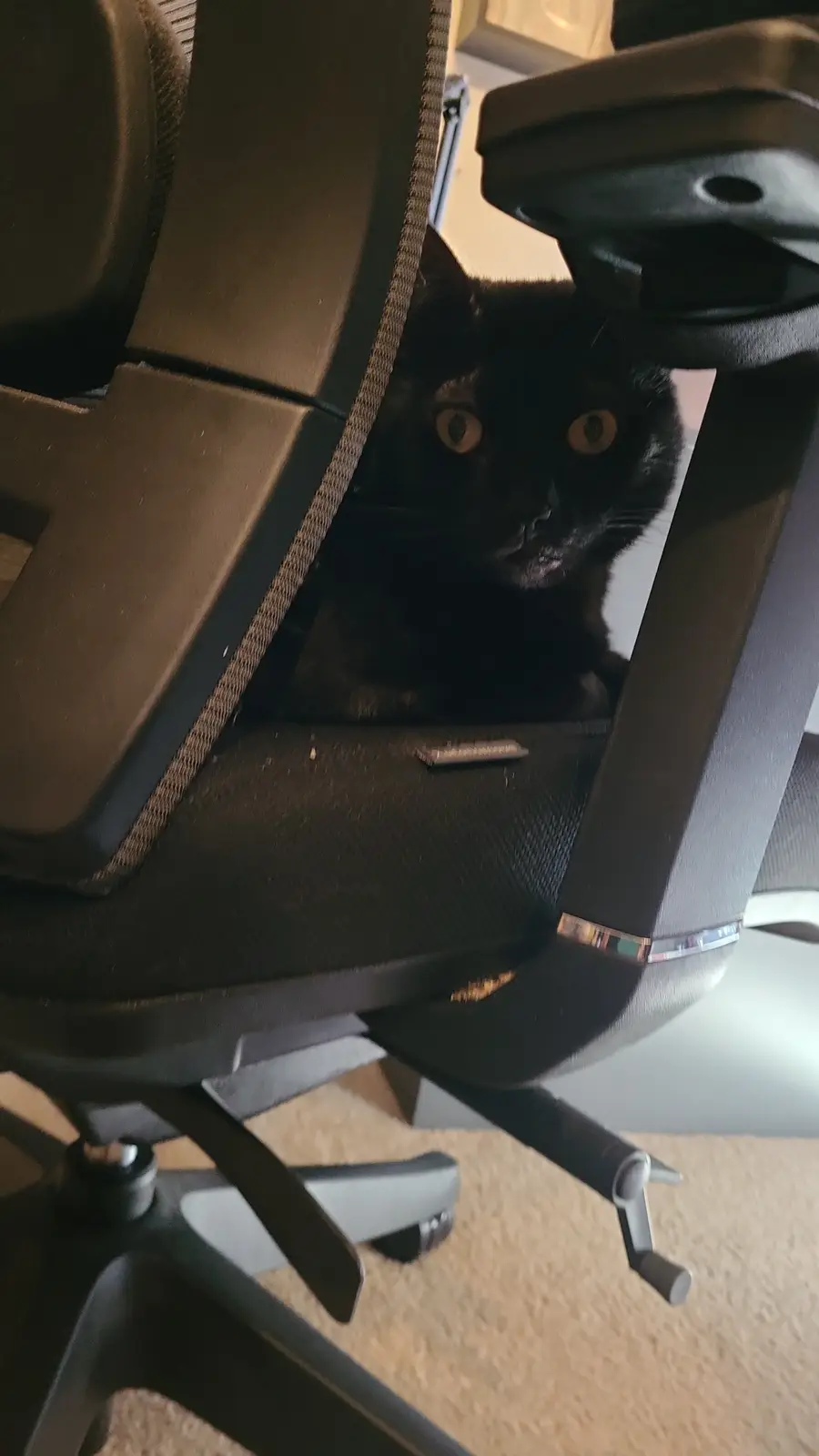 A black cat with wide, startled eyes peers out from behind the backrest of a black ergonomic office chair, its face…