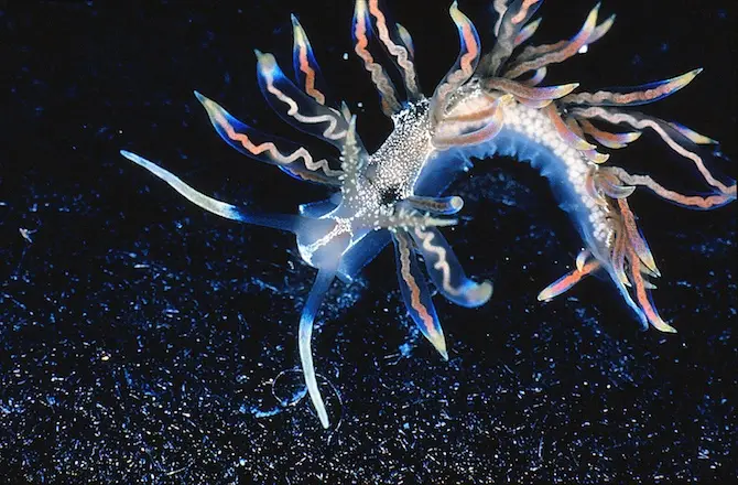 A translucent, colorful sea slug with blue, orange, and white striped appendages rests on a dark, sandy ocean floor…