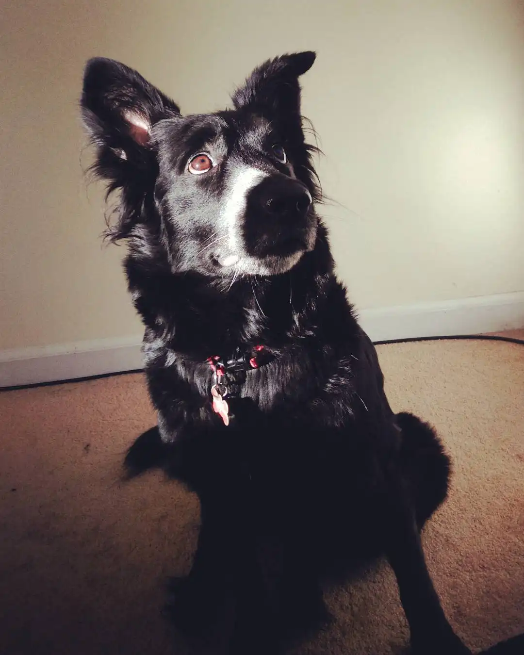 A black dog with a white muzzle and chest sits on a beige carpet, looking upward with wide, pleading eyes. It wears a red…