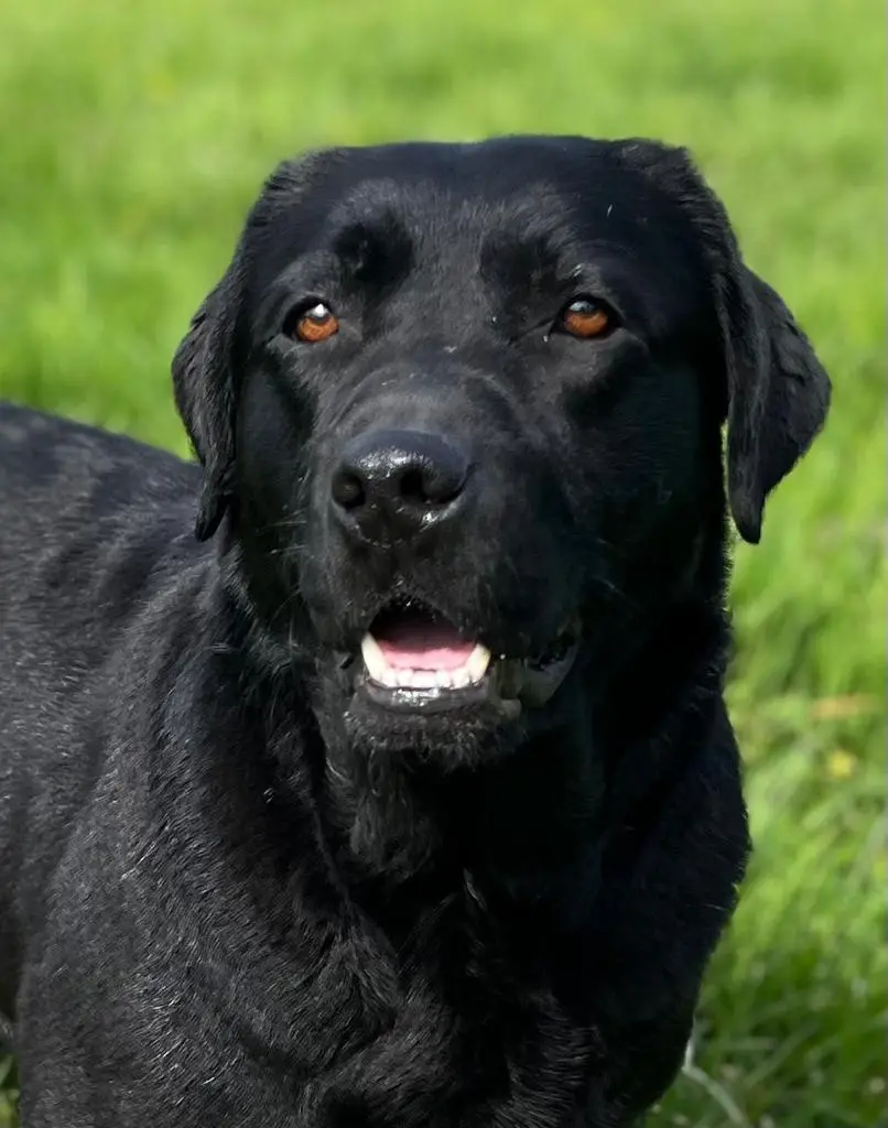 A close-up photo of a black Labrador Retriever with a slightly goofy, toothy grin, standing in a grassy field. The dog's…