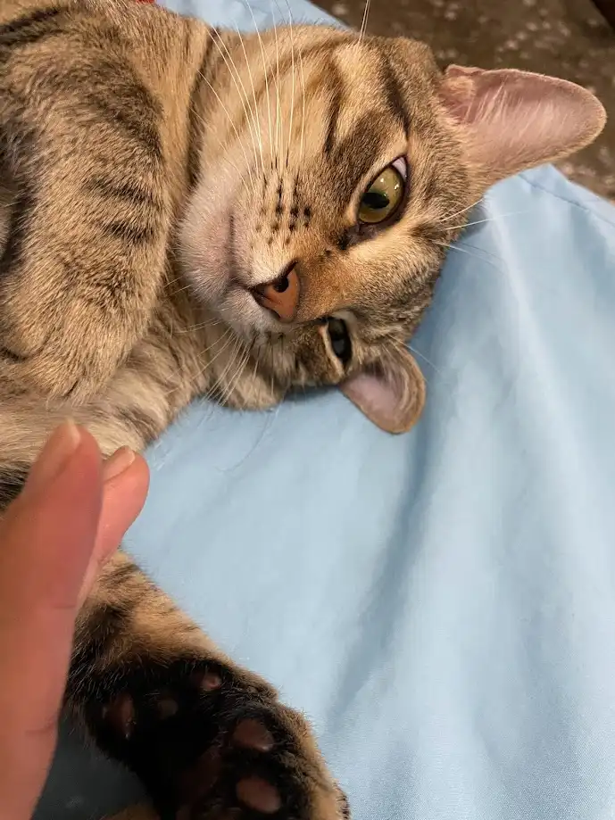 A tabby cat lies on a light blue surface, looking up with one eye half-closed and a bored expression. A human finger is near…