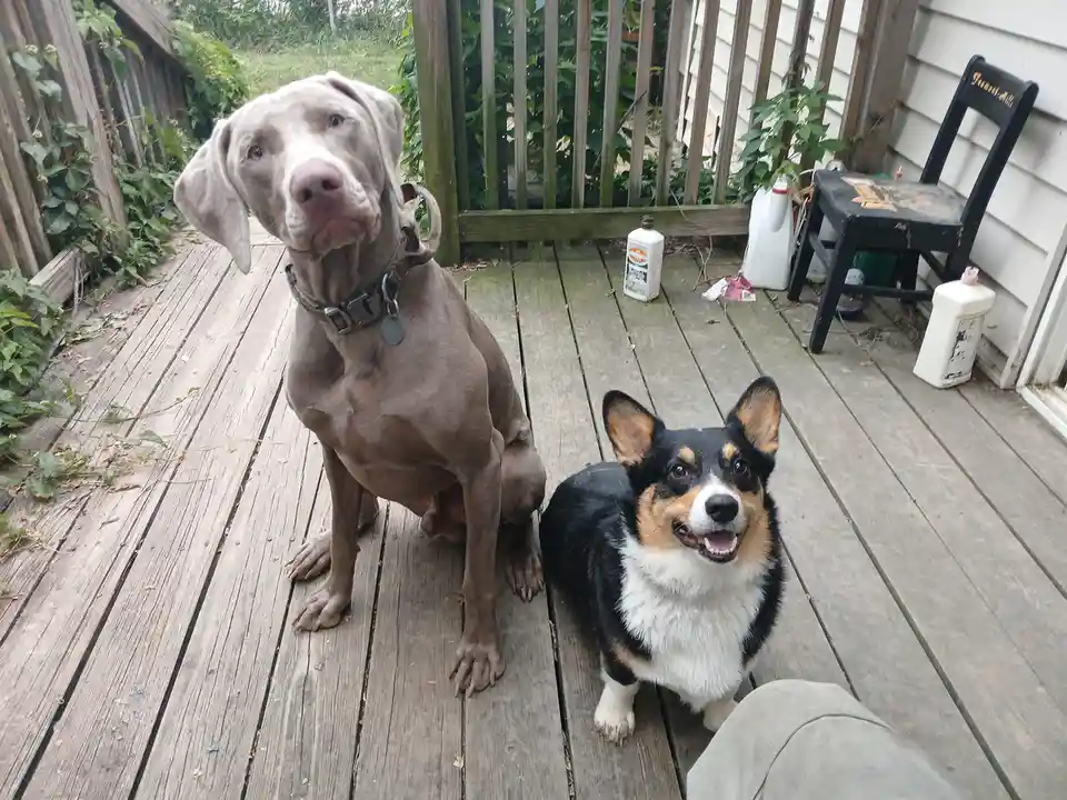 I’m not sure about the snowballs, but check out my adorable puppies!