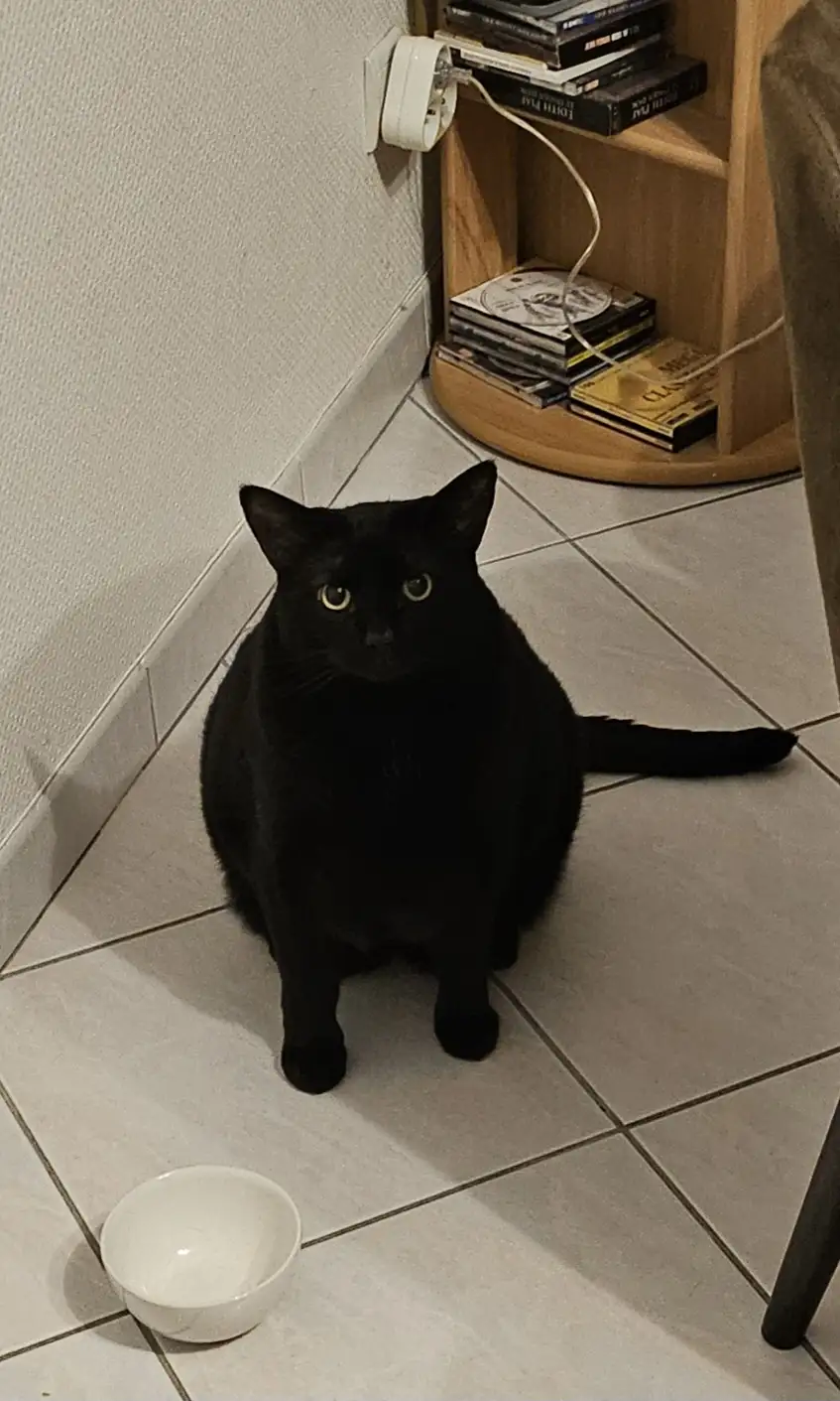 A black cat sits on a tiled floor looking directly at the camera with wide, pleading eyes, next to an empty white bowl. In…