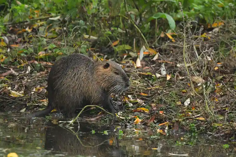 A wet, brown beaver stands at the water's edge in a natural, leafy environment, looking sideways with a calm expression. The…