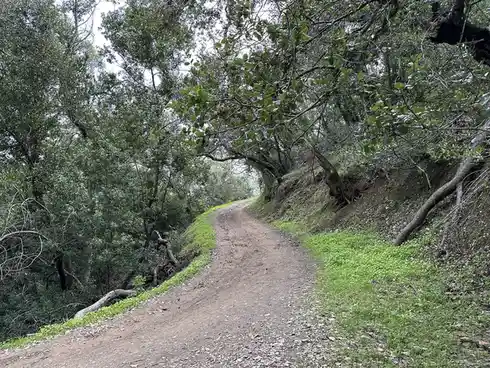 A winding dirt trail through a lush green forest with trees arching overhead, overlaid with the text 'i'm not lost, i'm just…