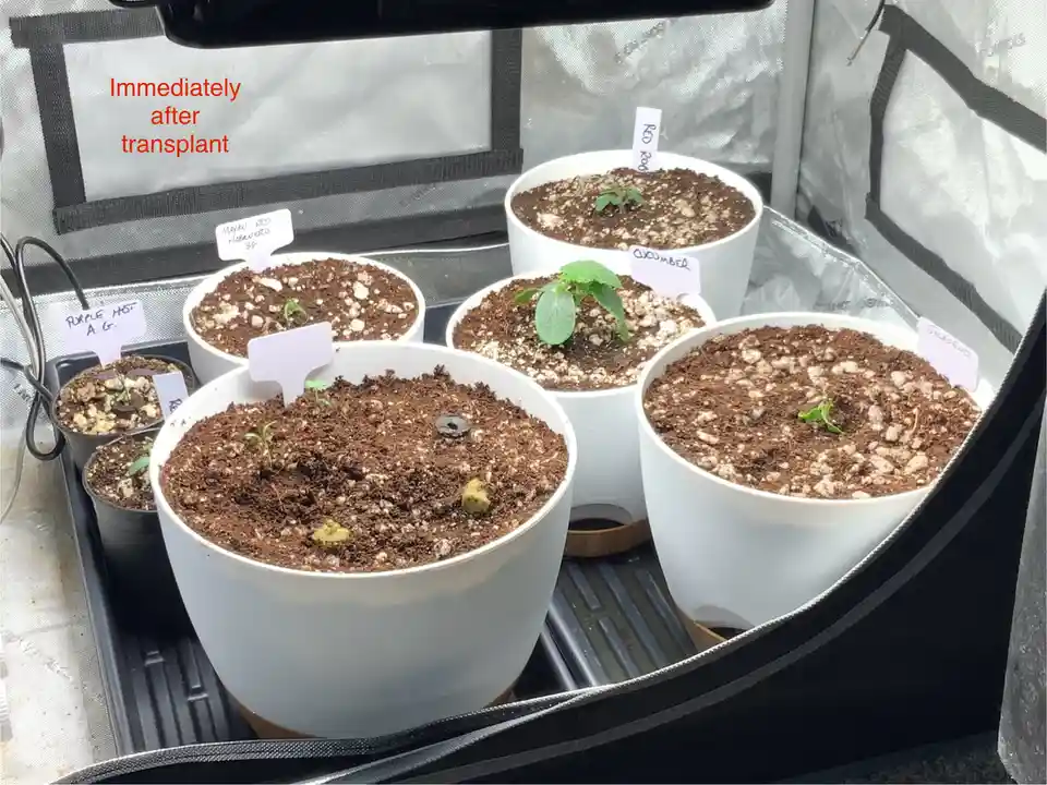 Several small potted plants in white containers sit inside a grow tent, each labeled with handwritten tags identifying…