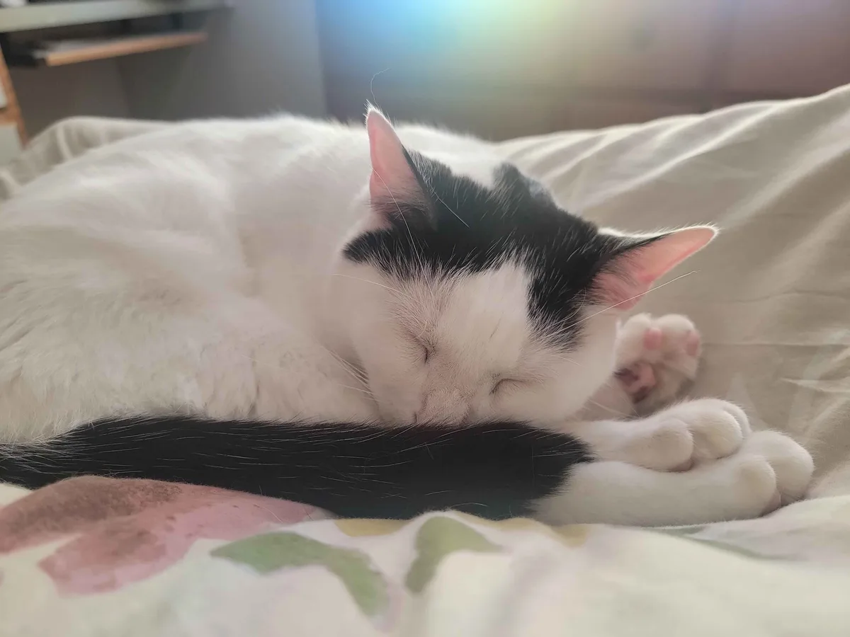 A black-and-white cat is curled up and sleeping soundly on a bed with a floral-patterned blanket, its eyes closed and paws…