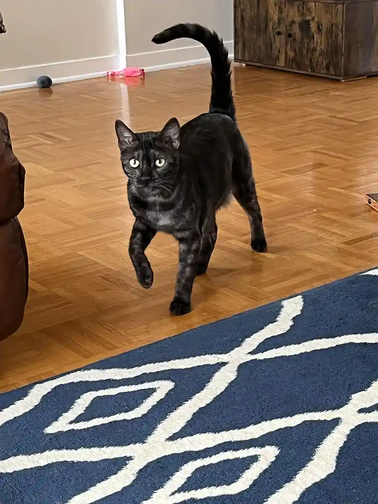 A black cat with bright green eyes walks confidently toward the camera on a wooden floor, its tail held high in a proud arc…