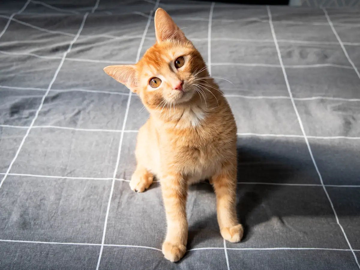 An orange tabby cat sits upright on a gray and white checkered bedspread, looking upward with a slightly tilted head and…