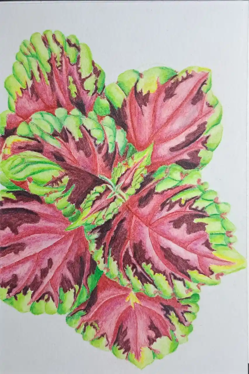 A colorful drawing of a plant leaf with deep red and pink centers, edged with bright green, arranged in a symmetrical heart…