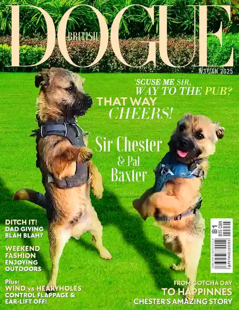 Two border terriers stand upright on a green lawn, dressed in harnesses, mimicking a magazine cover. The text reads 'BRITISH…