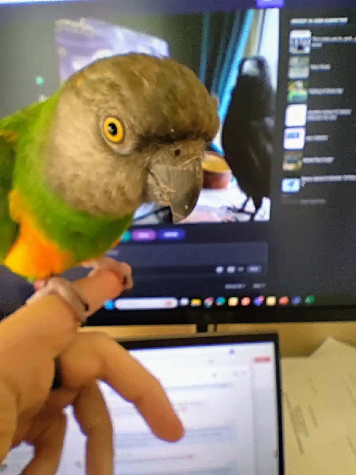 My Feathered Friend Helping Me Upvote Birbs This Morning