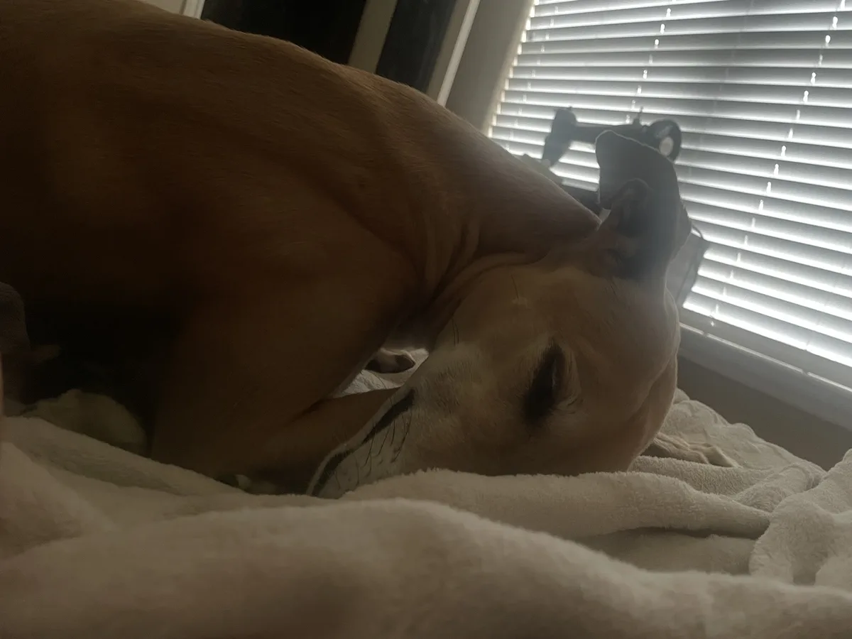 A tan dog is curled up and sleeping on a white blanket near a window with blinds. The dog's head is resting on the blanket…